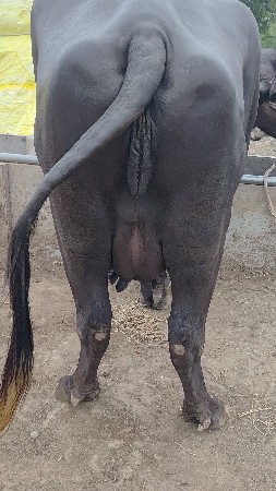 ભેંશ