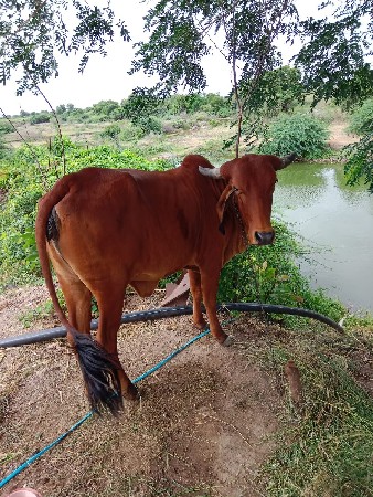 વેચવાની છે