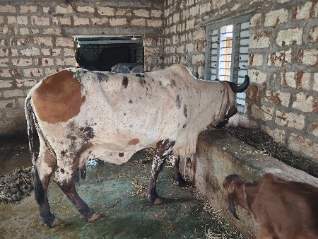 ગાય વેચવાની છે