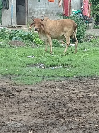 aasar ni jvabdari