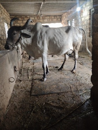 ગાય વેચવાની છે