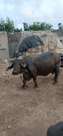 ભેસ વેચવાનીછે