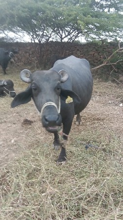 ભેંશ વેચવાની છે