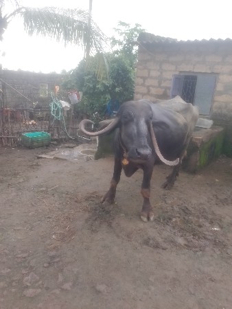 ભૅસ