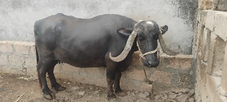 ભેસ વેચવા નિ છે