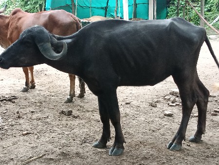 ખડેલી વેચવાની છે