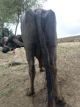 વેચવાની છે