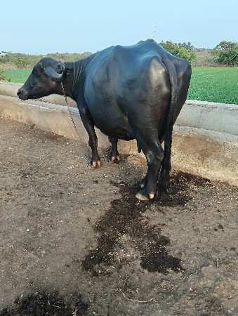 bhes vechavani che