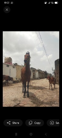 ઘોડી દોરવા માટે મળો
