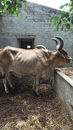 મુકેસ ભાઈ મોટા દડવા