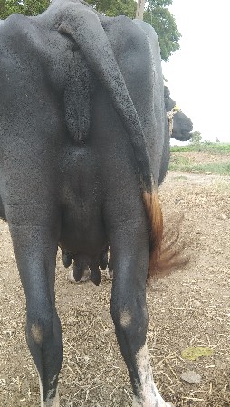 ભેસ વેચવાની છે