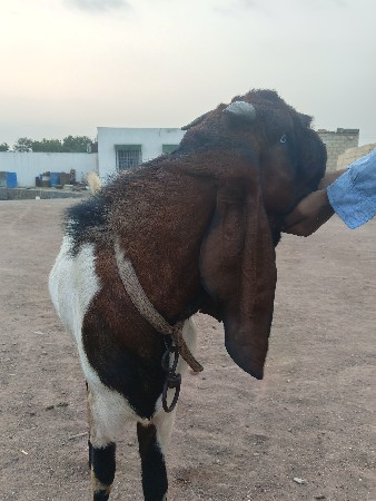 તોતાપુરી બકરો દેવાનો છે