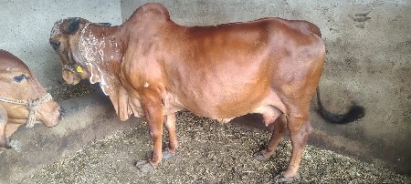 ગાય વેચવાની છે