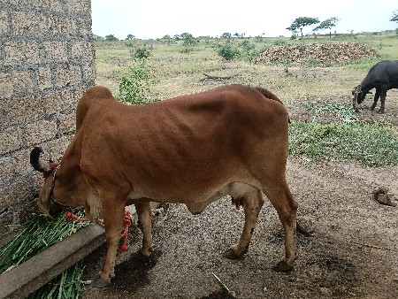 ગાય વેચવા ની છે