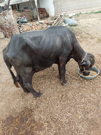 ભેંસ