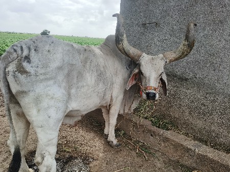 બળદ વેચવાના છે