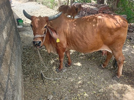 ગાય