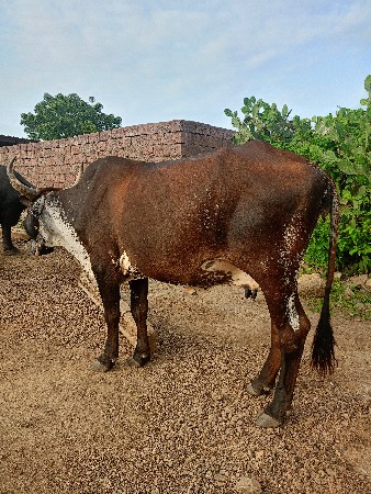 ગાય વેચવાની છે