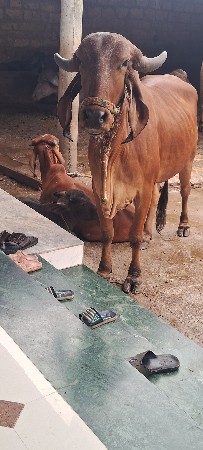 આ હોળકીયો વેશવાની છે