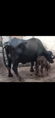 ભેંસ વેચવાનું છે 1 છે