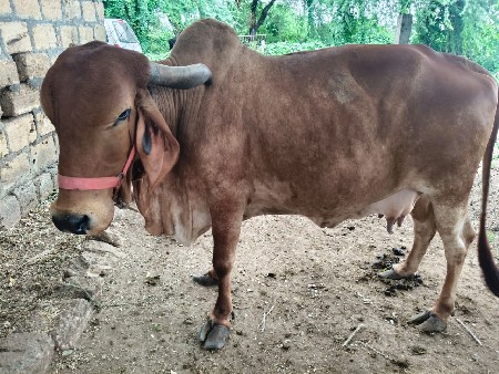 ગાય વેચવાની છે