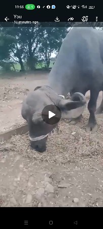 ભેંશ