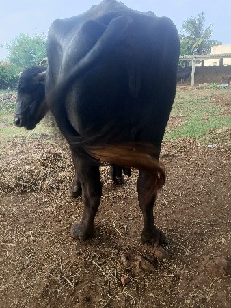 ભેંસ વેચવાની છે