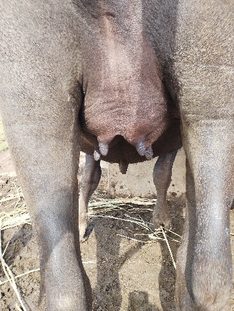 ભેંસ વેચવાની છે