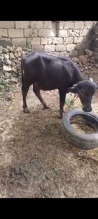 પાડો વેચવાનો છે