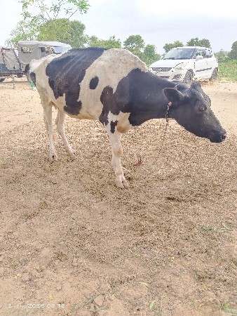 ગાય વેચવાની છે