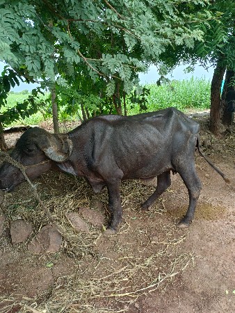 વીસ‌ દીવસ વીયાણલ નીચે પાડૉ
