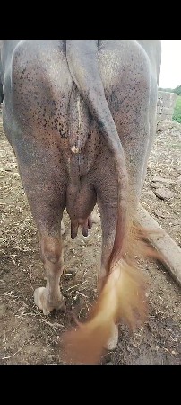 ભેંસ વેચવાની