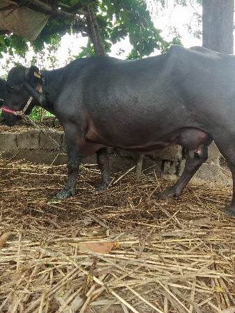 આ ભેંસ વેચવાની છે
