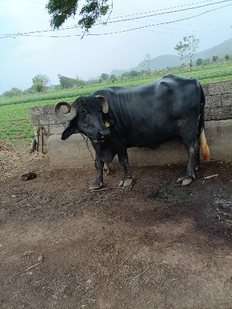 ભેંસ વેચવાની છે