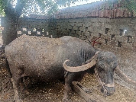 ભેંસ વેચવાની છે