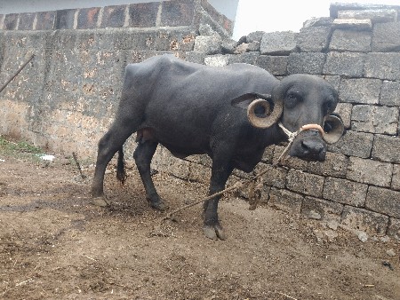 પેલ વેતરી ખડેલી વેચવી છે