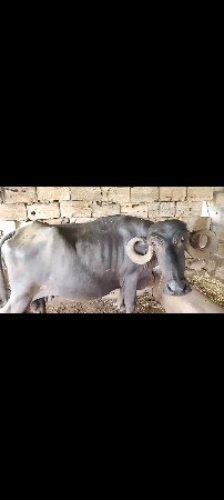 ભેંસ વેચવાની છે
