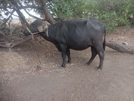 પેલા વેતર ની ખડેલી