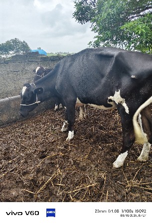 2 hf હોડકી