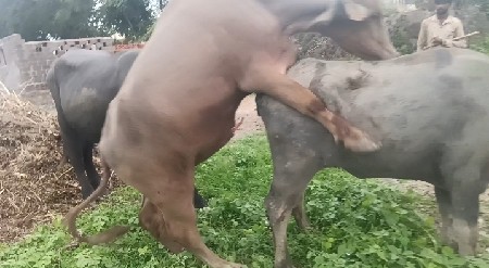 ભૂરો પાડો વેચવાનો છે
