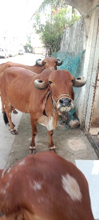 1 ગાય અને 2 હોળકી વેચવાની છે