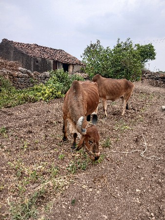વેચાવાનુ છે
