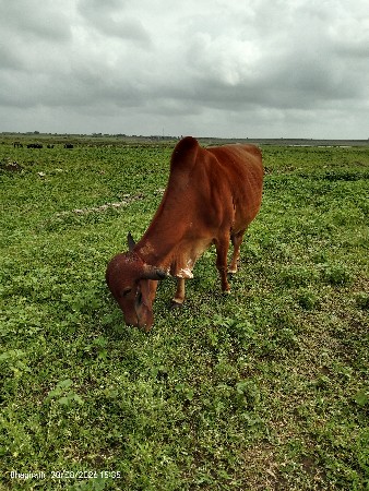 ગીર ગાય વેચવાની છે