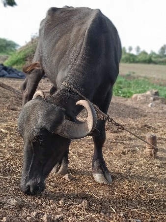 vechvani che
