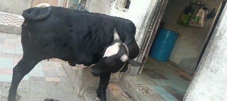 vechvani