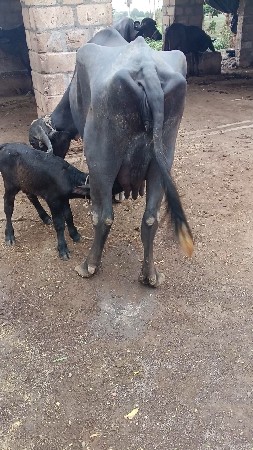 ભેસ