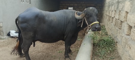 ભેંસ