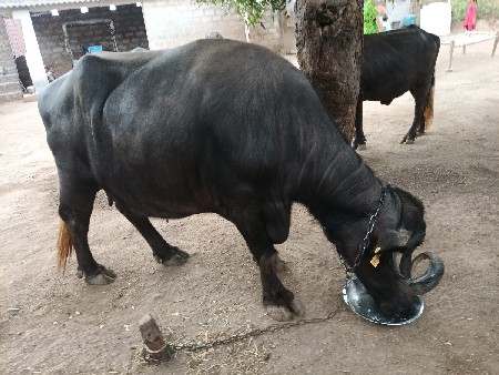 ભેંસ વેચવાની છે