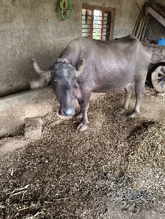 ભેંશ વેસવાની સે