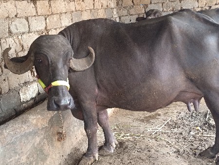 ભેંસ વેચવાની છે